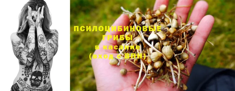 Псилоцибиновые грибы Psilocybe  цены   Великие Луки 